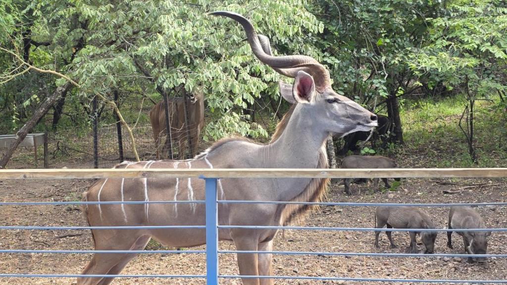 Kudu and Warthog visiting the house gardens